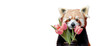 
cute animal red panda with a bouquet of pink tulips for mother's day, holiday, women's day, congratulation isolated on a transparent background png object