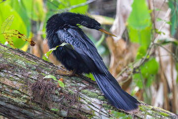 Anhinga sitting on a tree branch