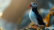 Close-up image of a puffin showcasing its vibrant and colorful beak against a rocky seaside backdrop, highlighting the beauty of nature's creations.