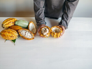 Wall Mural - Healthy lifestyle, Cut in half fresh yellow ripe cacao pods reveals cacao beans, slide cacao fruit in the hands of teenagers