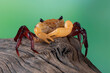 Lepidothelphusa menneri on wood, Indonesian new crab (three color) closeup, Lepidothelphusa menneri crab 