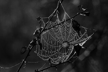 Wall Mural - spider web with dew drops