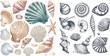 Vector sea shells