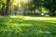 Beautiful blurred background of natural green grass in the park.