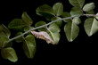 Lime butterfly cocoons on tree branches with isolated background