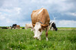 © Image Source - Cow grazing in a field with wind turbines in the background.