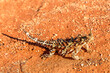 Thorny devils on the red sands of the Central Australian outback