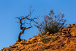Dead tree against a blue sky, Kings Canyon, Northern Territory, Australia