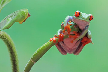 Wall Mural - Red-eyed tree frog sitting on green leaves, red-eyed tree frog (Agalychnis callidryas) closeup