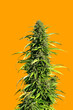 marijuana bush on yellow background. cannabis.