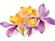 Watercolor painting.Yellow and purple saffron flowers at various stages The bloom has green leaves and stems. on a white background
