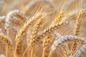 Wall Mural - a field of golden wheat with a few brown tips