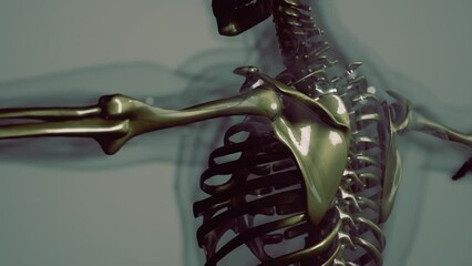 anatomy of human skeleton illustration