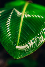 Lush Green Leaf With A Water Droplet In Costa Rica