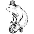 Circus bear on bicycle sketch engraving PNG illustration. Scratch board style imitation. Hand drawn image.