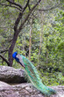 Peacock or Indian Peafowl, bird photograph