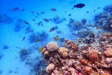 Wall Mural - nice coral reef in the Egypt, Safaga