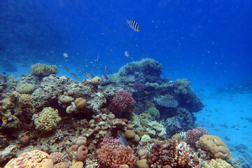 Wall Mural - nice coral reef in the Egypt, Safaga