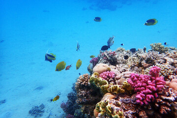 Wall Mural - nice coral reef in the Egypt, Safaga