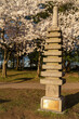 Japanese pagoda at the Tidal Basin in Washington DC during cherry blossom bloom