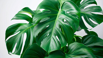 Wall Mural - A big Monstera Deliciosa plant with shiny leaves.