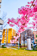 The blooming sakura tree, the spring in Lugano, Switzerland