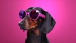 Dachshund Wearing a Pink Heart-Shaped Pair of Glasses