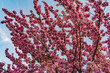 Kirschblüten in voller Blüte, rosa Farbtöne, dichte Blüten an zahlreichen Zweigen, blauer Himmel mit weißen Wolken, städtische Kulisse.