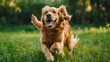 joyful dog bounding through a grassy field with ears flapping and tongue lolling, epitomizing the pure bliss of canine freedom in nature.