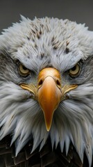 Sticker - A beautiful graphic of the mighty eagle for background wallpaper