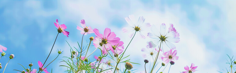 Poster - Flowers against the sky
