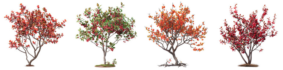 Wall Mural - Barberry Bush Hyperrealistic Highly Detailed Isolated On Transparent Background Png File