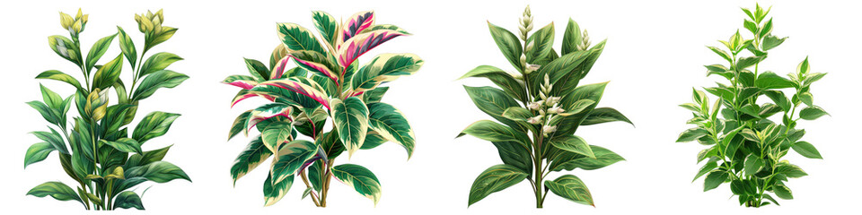 Wall Mural - Ctenanthe setosa garden plants Hyperrealistic Highly Detailed Isolated On Transparent Background Png File
