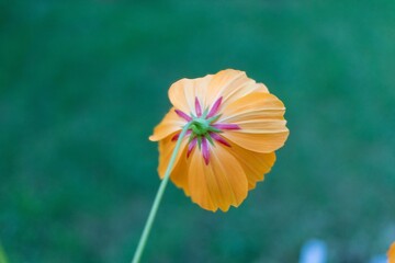 Poster - orange flower in the garden