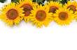 Yellow flowers sunflower ( Helianthus annuus ) with green leaves on white background with space for text. Top view, flat lay