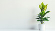 Beautiful Potted Plants On White Background