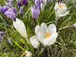 Blooming spring garden white crocus  on natural green background