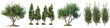 Rosemary trees  Hyperrealistic Highly Detailed Isolated On Transparent Background Png File