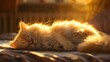 D of a Peaceful Persian Cat Basking in a Warm Sunbeam