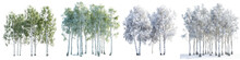 White Poplar Trees  Hyperrealistic Highly Detailed Isolated On Transparent Background Png File