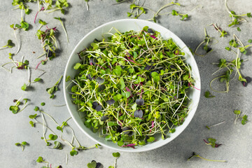 Canvas Print - Green Organic Raw Microgreen Sprouts