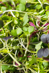 Sticker - Green Organic Raw Microgreen Sprouts