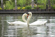 Mute Swans having courting rituals