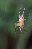 Fototapeta Tulipany - Spider Web