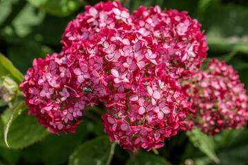 Wall Mural - Hydrangea arborescens Magical Pinkerbell flowers in garden