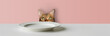 Cute Bengal cat is hungry at the table in front of an empty plate.