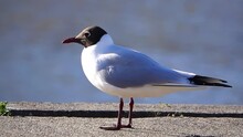 Black Headed Gull On The Shore Of The Baltic Sea. Slow Motion