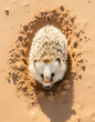aerial view, desert headgehog, reallife animals, sand desert сreated with Generative Ai