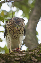Cooper's Hawk On A Branch Eating A Squirrel