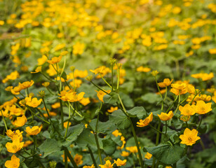 Wall Mural - Yellow marsh marigold, caltha palustris flower field. Spring Czech flower